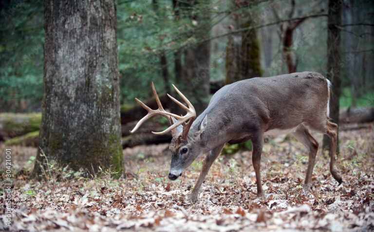 Whitetail Buck