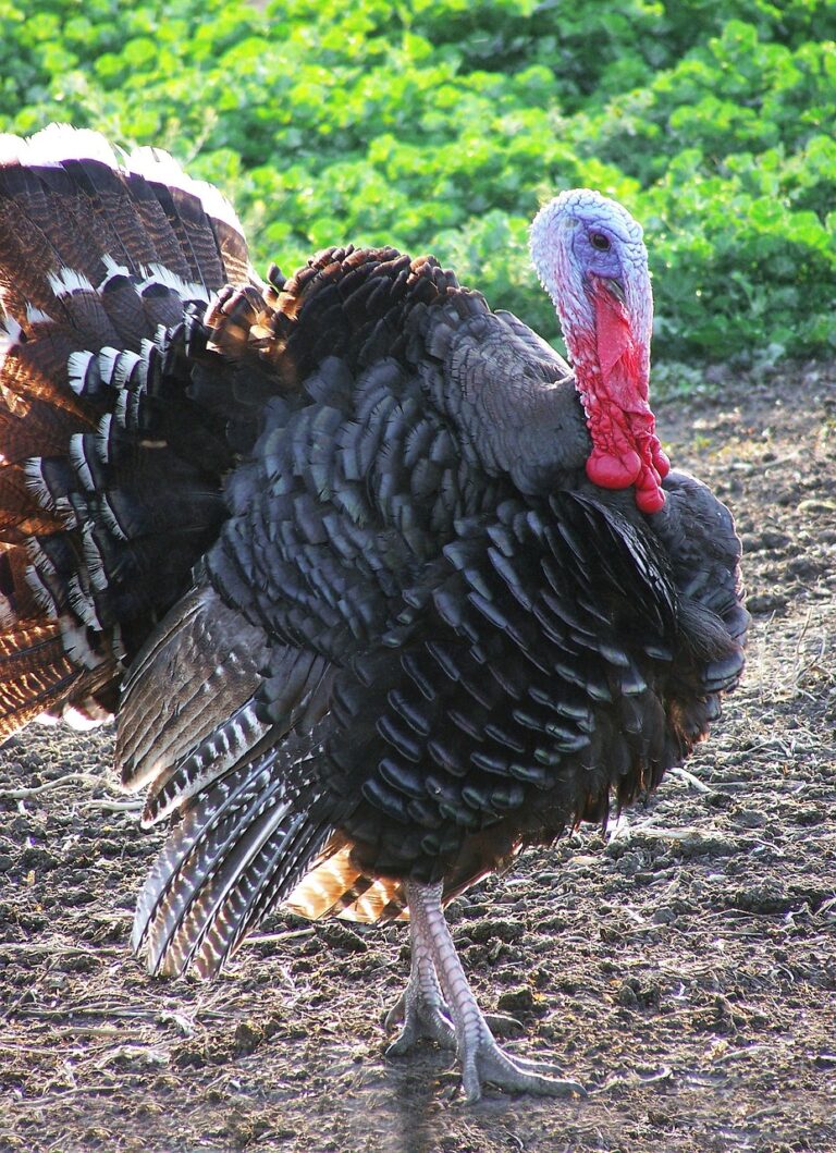 turkey, poultry, big bird-6051087.jpg