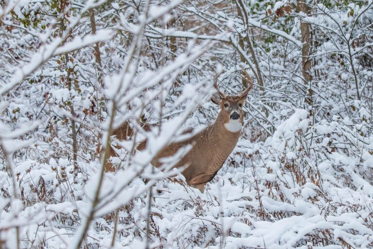 deer, whitetail, antlers-7479428.jpg