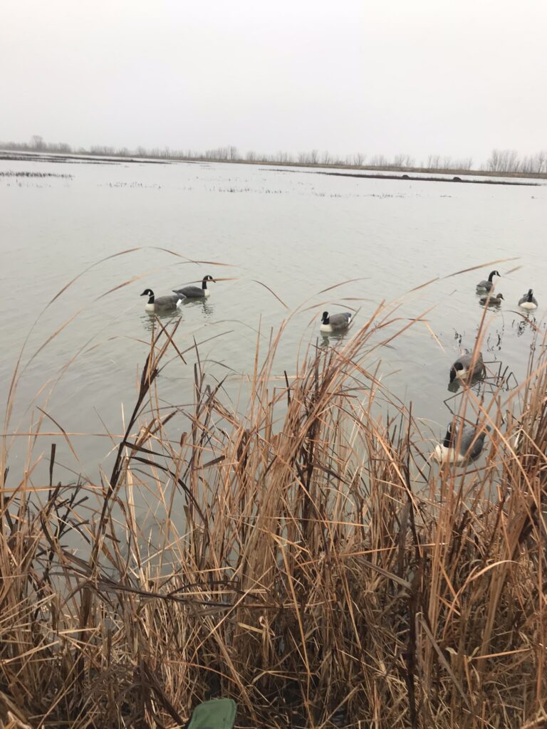 Waterfowl decoys with no motion 