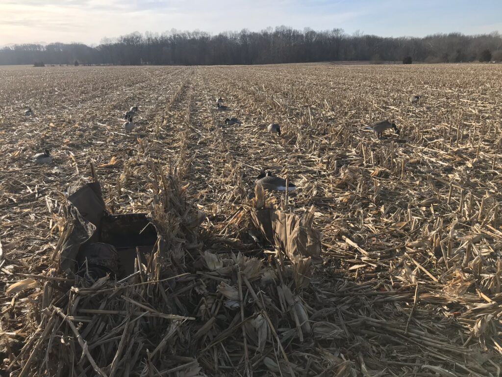 Corn field hunting blind 