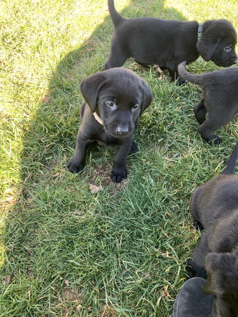 Labroador Retriever Litter 