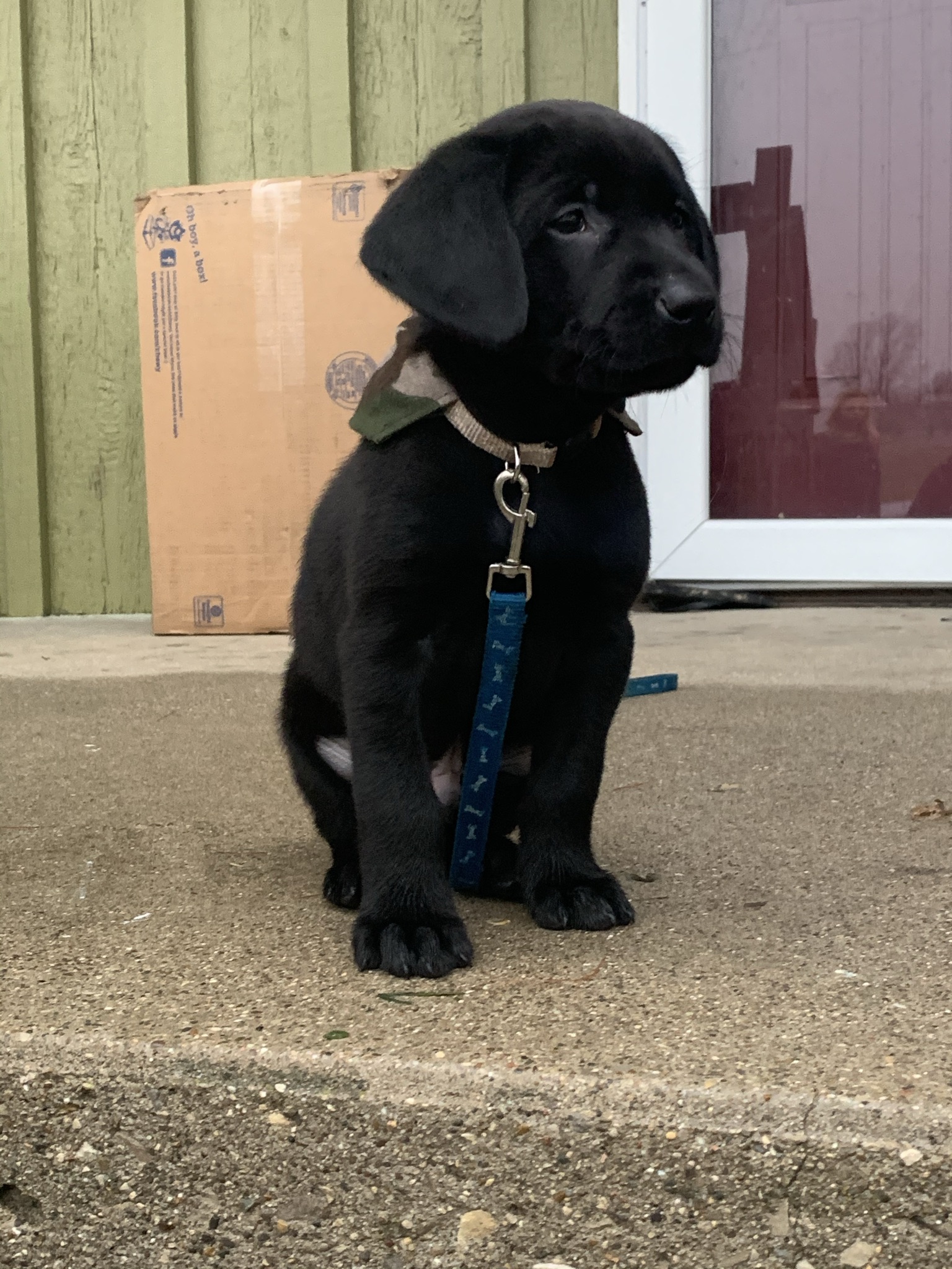 Labrador Retreiver Puppy 