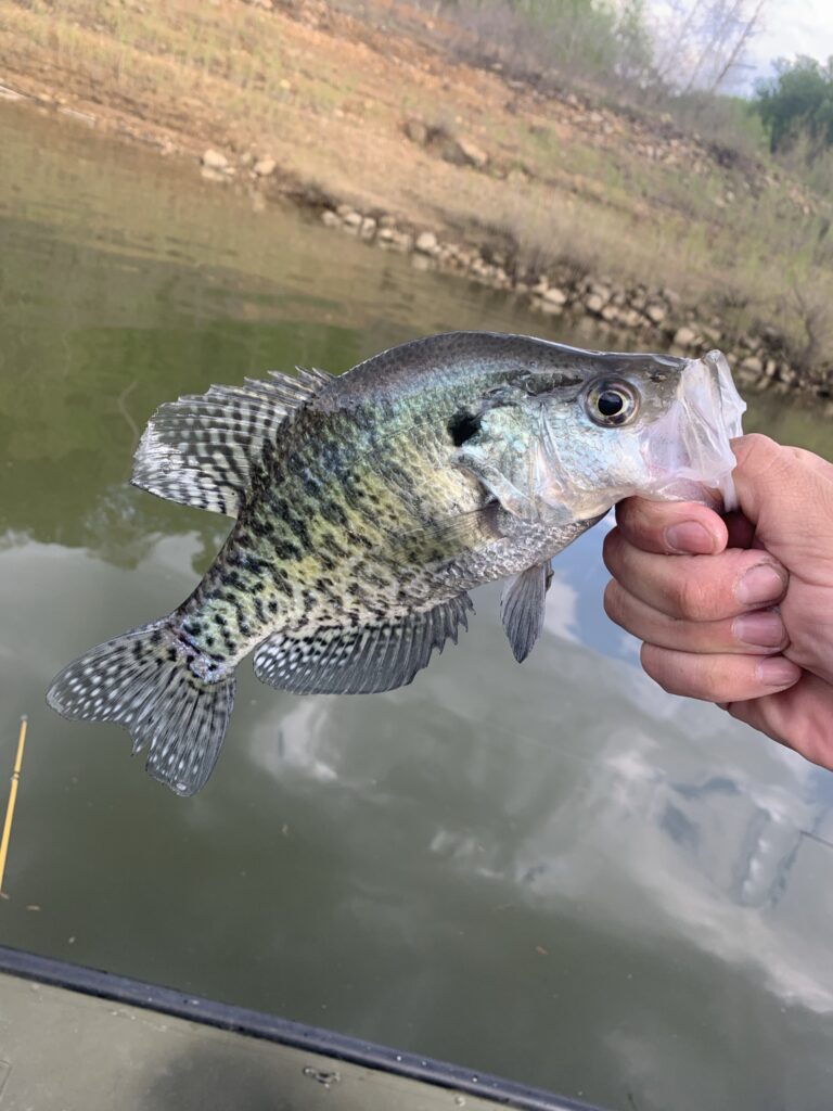 Crappie fish