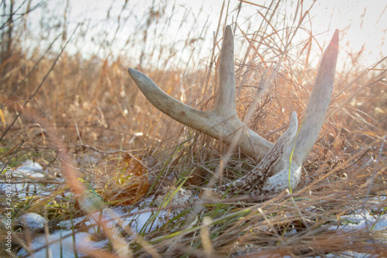 Deer Antler Shed