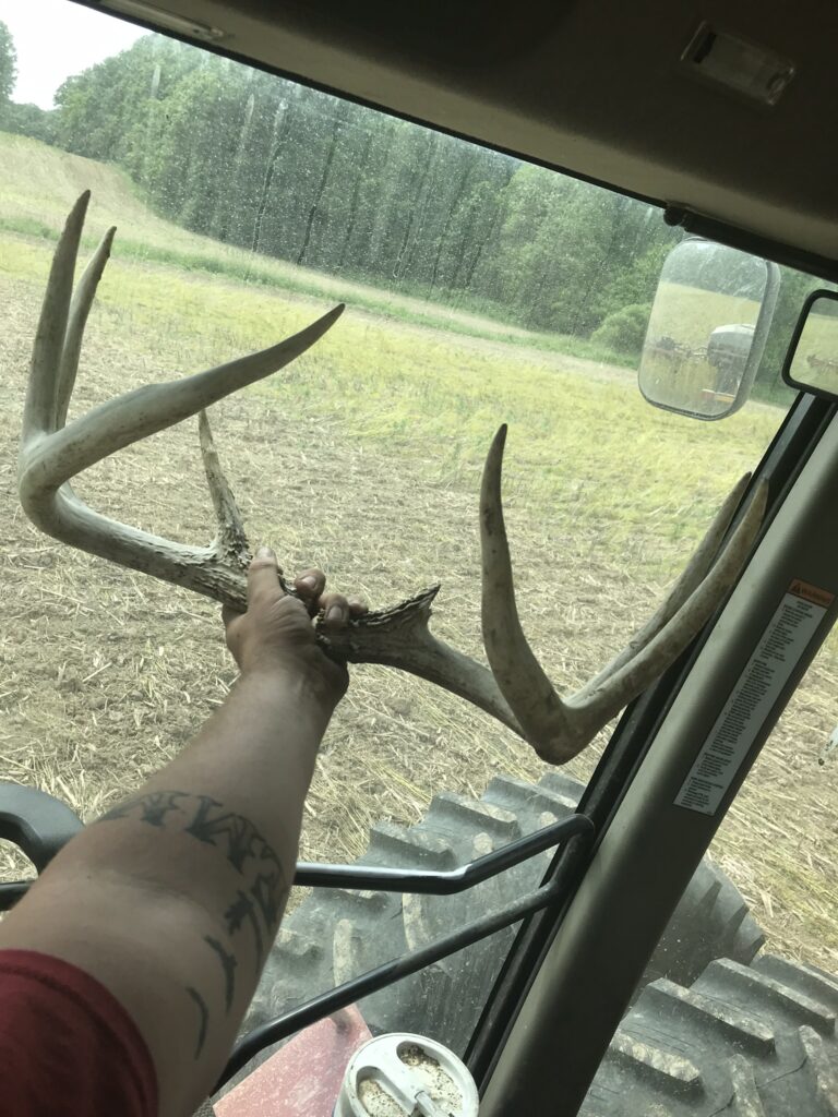 Deer antler sheds 