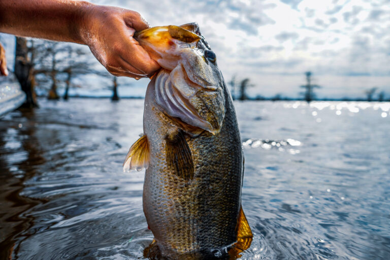 Largemouth Bass