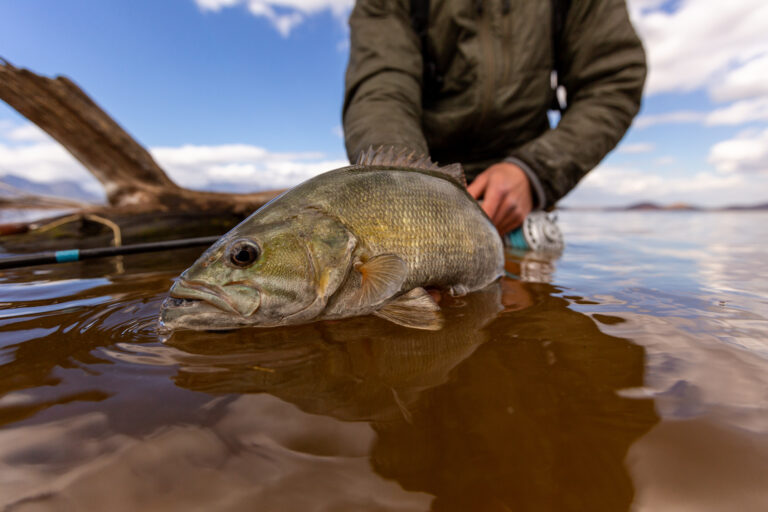 Smallmouth bass