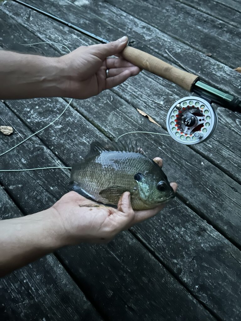 Bluegill fishing with a fly rod