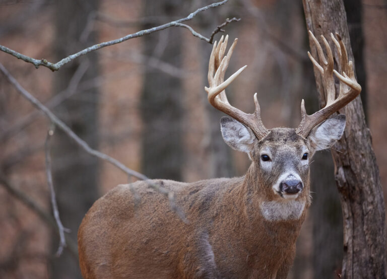 Whitetail deer