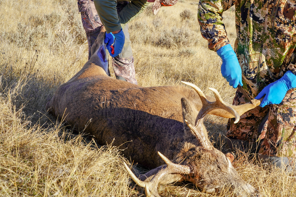 Field dressing wild game meat